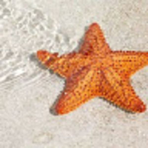 Meet your Posher, Cherrie